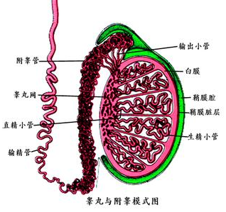“蛋疼”睾丸炎是如何引起的(图1)